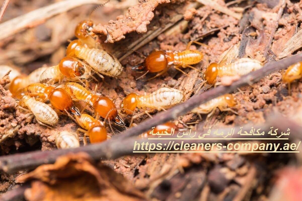 شركة مكافحة الرمه في رأس الخيمة