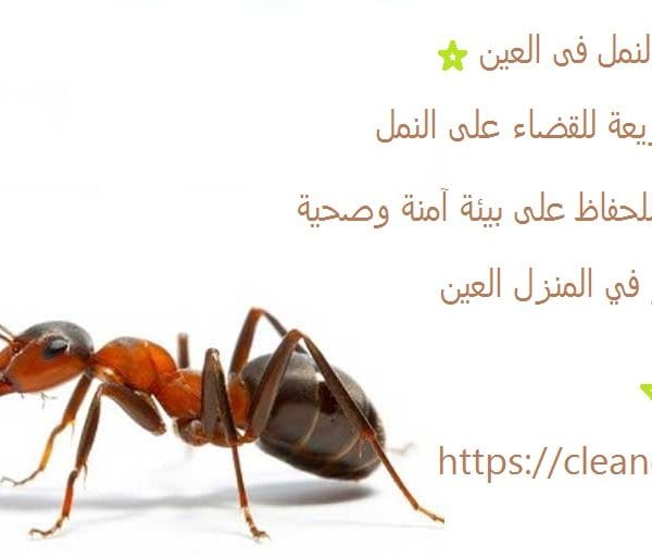 شركة مكافحة النمل فى العين