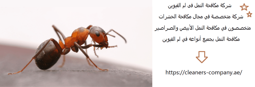 شركة مكافحة النمل فى ام القيوين