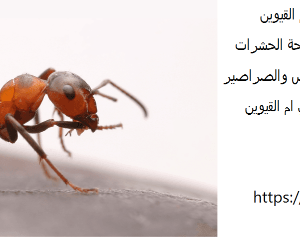 شركة مكافحة النمل فى ام القيوين